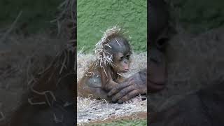 Cutest Ever Baby Orangutan Sitting Up [upl. by Wain]