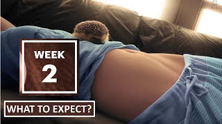 2 Week Pregnant  What to Expect [upl. by Rotman]