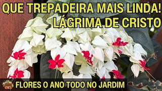 TREPADEIRA LÁGRIMA DE CRISTO  FLORES O ANO TODO NO JARDIM [upl. by Merfe]