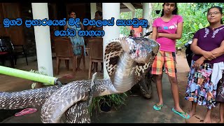 The giant cobra that escaped the mongoose attack and hid on the roof [upl. by Tebor]