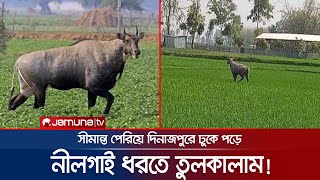 হঠাৎ দিনাজপুরে নীলগাই রক্ষা পেলো না মানুষের হাত থেকে  DinajpurNilgai [upl. by Rotce221]