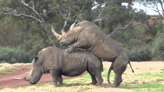 It takes 2    Werribee Open Range Zoo Rhino Love [upl. by Azial]