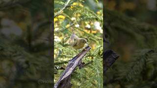 Chiffchaff shaking itself Wincent N6PVi bird nature wildlife [upl. by Anitsim186]