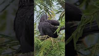 Garrapateros Boyacenses colombia birds oiseaux wildlife boyacá [upl. by Anecuza]