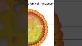 lysosome zoology sem 1  short viral video [upl. by Islehc]