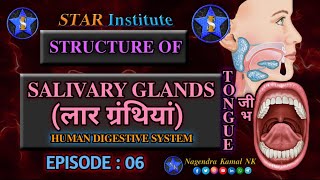 quotStructure of Salivary Glands  Frenulum of Tongue  Salivary Enzymes  Salivaquot  EPISODE  06 [upl. by Hunsinger500]