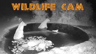 Wildlife cam February 27  March 7 [upl. by Frida]