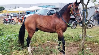 FEIRA DE CAVALOS EM CARUARUPE 08082023 nordeste [upl. by Gregor]