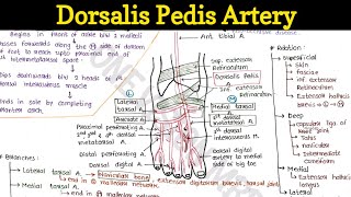 Dorsalis pedis artery [upl. by Desdemona249]