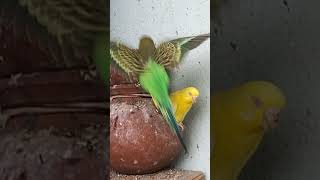 lutino and green budgie pair and their chicks birdfeeding lutinolovebirds budgies birds [upl. by Aural809]