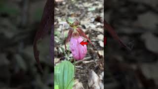 Cypripedium acaule [upl. by Ninos]