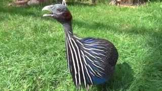 Vulturine Guineafowl sings [upl. by Zins553]