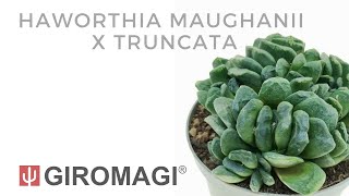 Haworthia maughanii x truncata [upl. by Chane]