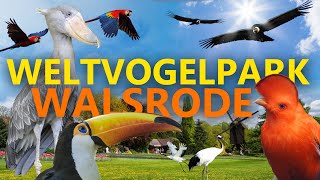 Weltvogelpark Walsrode  ZooEindruck [upl. by Ivens]