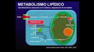 Lípidos Metabolismo postprandial [upl. by Stryker]