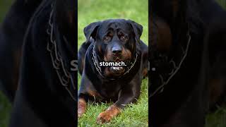 Rottweiler Training 101 Mastering Control subscribe doglover dogbreed dogspecies bestguarddog [upl. by Bartlet]