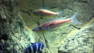 Benthochromis tricoti Kigoma wild group  PISCES [upl. by Icul]