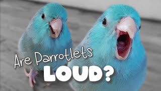 Are Parrotlets LOUD Parrot Talking Sounds Forpus Bird Parrotlets As Pets ฟอพัส [upl. by Nauqram]