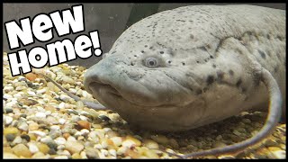 GIANT African Lungfish Moved to New SAFE Home [upl. by Philbo]