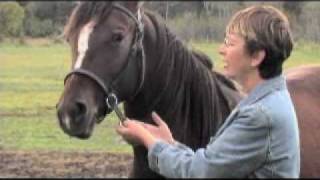 Nurtural Bitless Bridle Demo [upl. by Eyla]