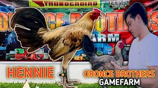 HENNIE  BAKASBAKAS GAMEFARM  ORONCE BROTHERS  QUALITY GAMEFOWL IN THE PHILIPPINES [upl. by Darsie]