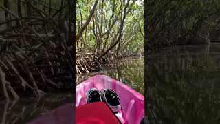 Kayaking Weedon Island Preserve St Petersburg Florida [upl. by Tenaj]