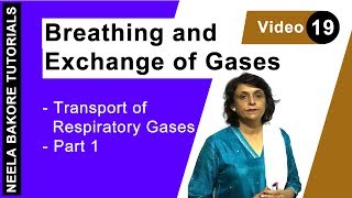 Breathing and Exchange of Gases  NEET  Transport of Respiratory Gases  Neela Bakore Tutorials [upl. by Elinore]