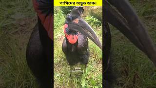 পাখিদের অদ্ভুত ডাক। 😳 shorts birds sound [upl. by Pebrook]