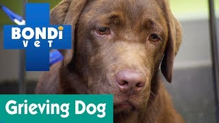 How To Help A Grieving Dog  Ask Bondi Vet [upl. by Nura]