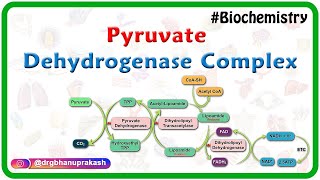 Pyruvate dehydrogenase complex  Animation   Mechanism  Regulation and inhibitors  USMLE Step 1 [upl. by Enitsyrhc]