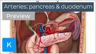 Arteries of the pancreas duodenum and spleen preview  Human Anatomy  Kenhub [upl. by Vivian876]