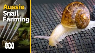 Snail farming in Australia  slow small and sustainable  Escargot Day  ABC Australia [upl. by Housum]