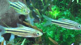 Puntius johorensis Striped Barb [upl. by Issac]