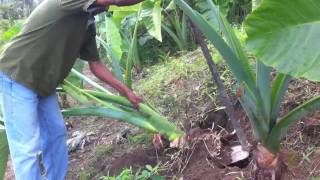 The Giant Taro plant How big will their corms [upl. by Annette]