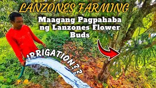 Paano Paramihin ang bunga ng lanzones at palakihin ang mga bunga nitoPaano ba namumulak [upl. by Nylsoj]