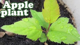 How to Grow an APPLE TREE from SEED 2 Apple Tree SEEDLINGS  Apple Fruit Trees  GardenersLand [upl. by Aissak]