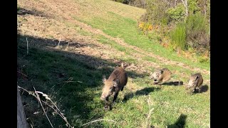 Chasse aux sangliers 2021  2022 Chasse aux chiens courants [upl. by Marlyn342]