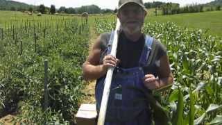 How to tie up rows of tomato plants [upl. by Navetse]