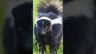 Skunks  Most Unusual Pet Ever shorts reels viralvideos [upl. by Nada153]