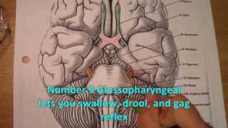 OT441 Neuro The Cranial Nerves Music Video [upl. by Zubkoff]