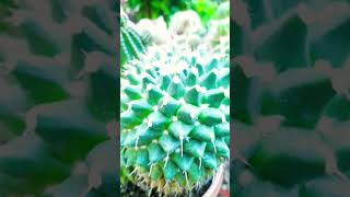 Mammillaria Compressa succulent plant succulents plants cactus homegarden hack tips care [upl. by Gaiser571]