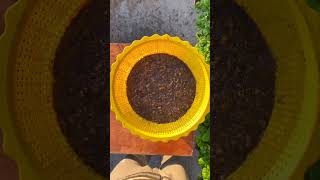 How to grow coriander leaves at home from seeds organicgardening shortsfeed [upl. by Hessler]