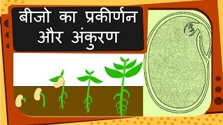 Science  Plant reproduction Seed and Germination  Hindi [upl. by Careaga]