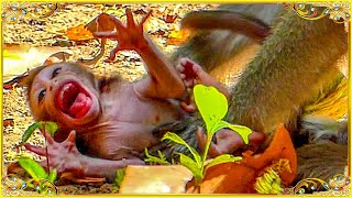 No Monkey Anna Blcking Milk Her Newly Baby Making Baby Crying Ludly Shking Body On Ground [upl. by Guenevere]