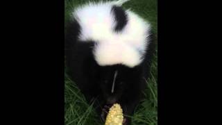 Funny skunks [upl. by Kiefer]