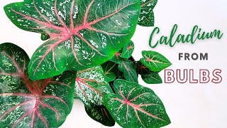 How to Grow Caladium From Bulbs  All About Caladium Care  Caladium Guide [upl. by Anassor]