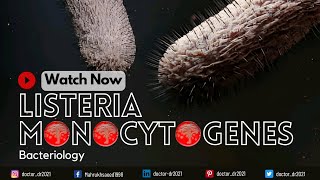 Listeria Monocytogenes Pathogenesis Diagnosis Causes Symptoms and Treatment  Bacteriology [upl. by Artcele]