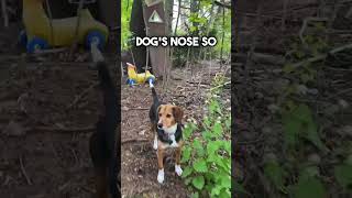 LEARN ABOUT BEAGLES NOSES [upl. by Eisse984]