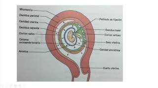Cuarta semana de desarrollo embrionario 7 [upl. by Nawyt575]