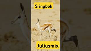 SPRINGBOK spring springboks springbok impala antelope free [upl. by Mossman]